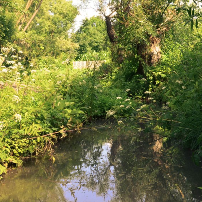 Small Clean River and Green Overgrown River Banks